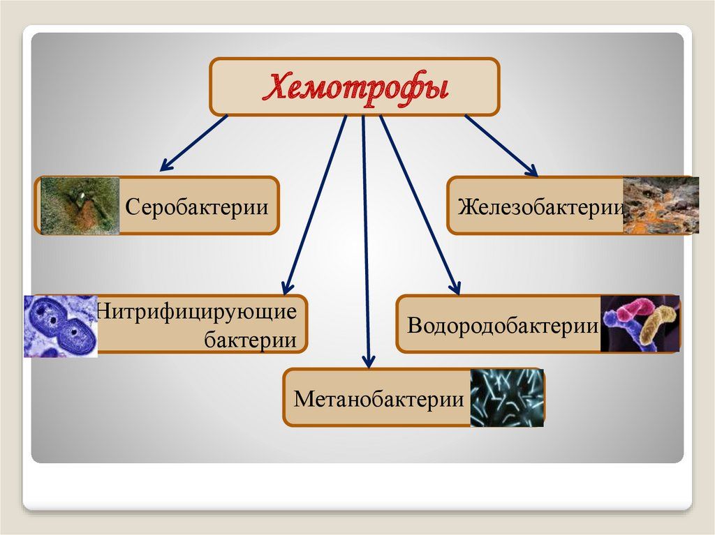 Для автотрофных организмов характерно