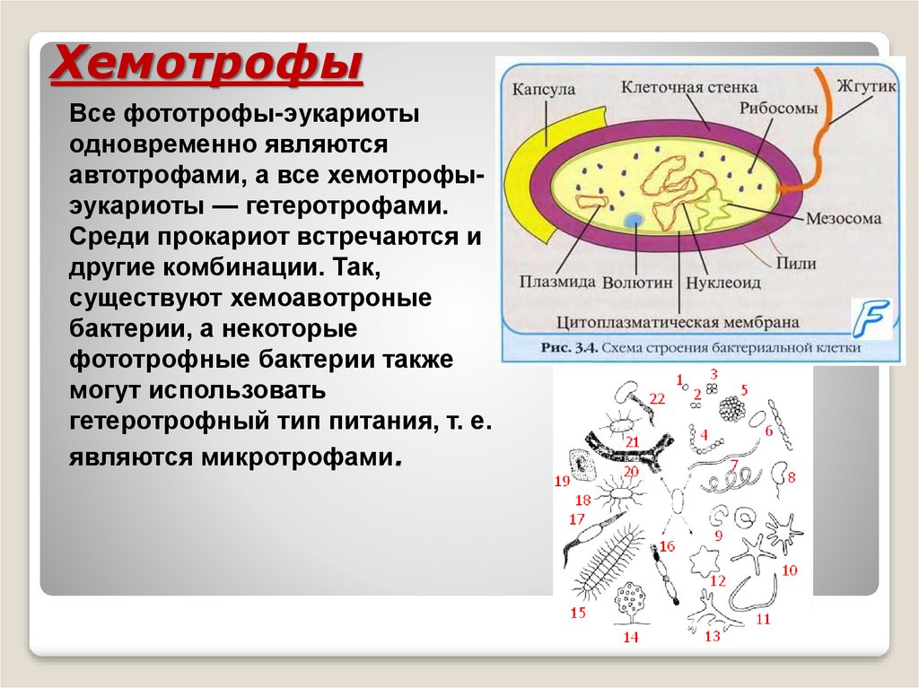 Фото и хемотрофы примеры