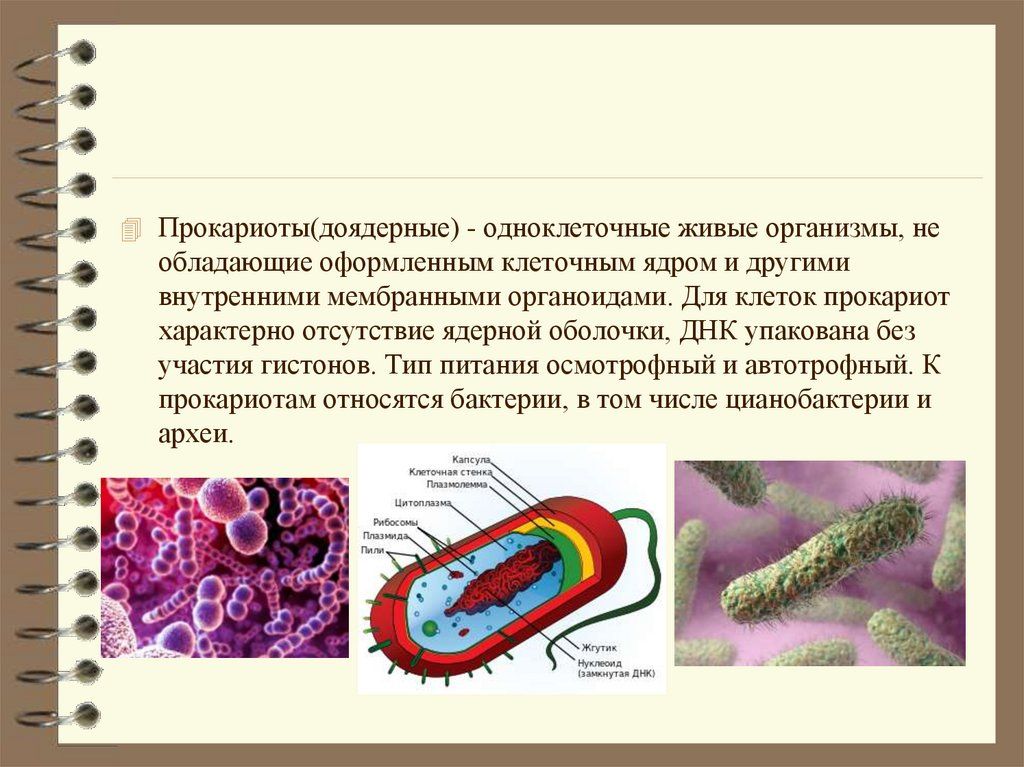 2 прокариоты доядерные организмы. Прокариоты. Бактерии прокариоты. Доядерные организмы прокариоты. Одноклеточные прокариоты.