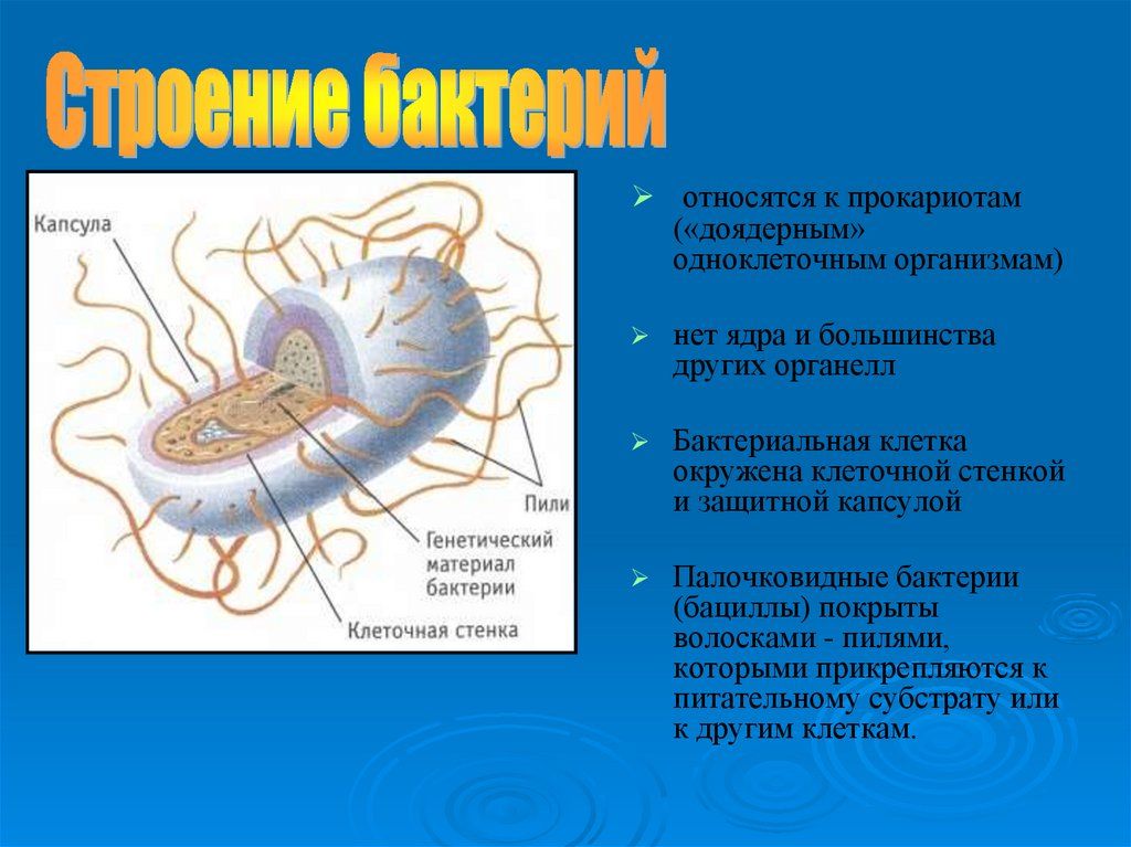 Бактерии прокариоты признаки. Строение одноклеточных бактерий. Бактериальная клетка. К прокариотам относятся. Строение бактерии 5 класс.
