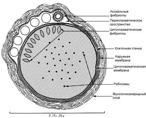 Схема лабораторной диагностики сифилиса