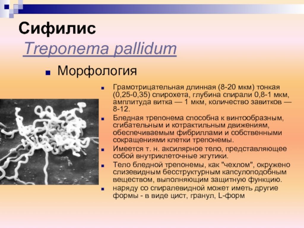 Бледная трепонема treponema pallidum. Трепонемы микробиология морфология. Возбудитель сифилиса морфология. Бледная спирохета микробиология.