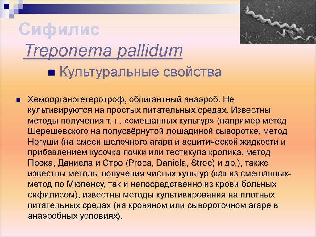 Заболевания вызываемые трепонемой. Трепонема паллидум на питательной среде. Treponema pallidum культуральные свойства. Культуральные свойства сифилиса. Питательные среды сифилиса.