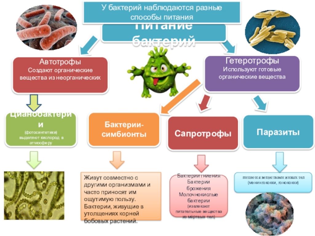 Какие вещества образуют тело бактерии. Типы питания бактерий схема. Схема типы питания бактерий 5 класс. Биология схема питание бактерий 6 класс биология. Способы питания бактерий.