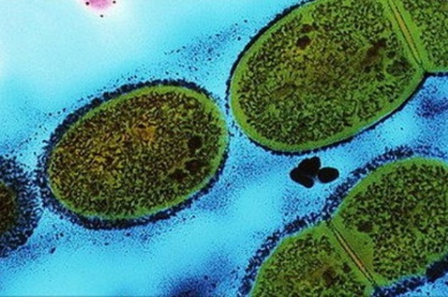 Как размножаются настоящие бактерии