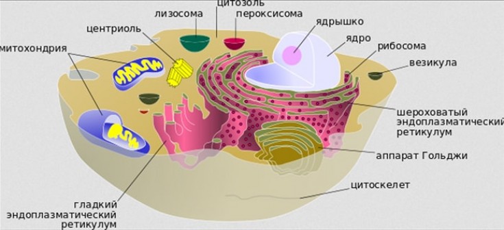 Строение