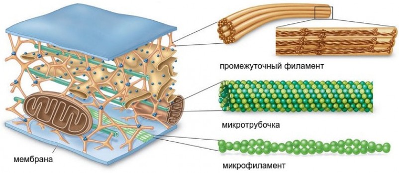 Строение