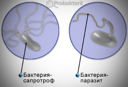 Сапрофиты и паразиты: что это такое и примеры бактерий