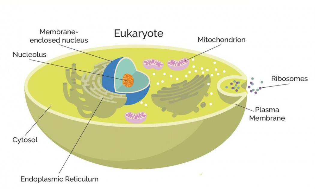 Эукариоты сложнее и разнообразнее