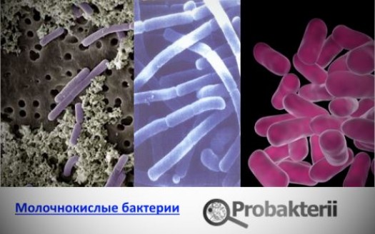 МИКРООРГАНИЗМЫ? Какие организмы относят к микроорганизмам? Какие способы размножения характерны для микроорганизмов? Какова роль микроорганизмов. – презентация