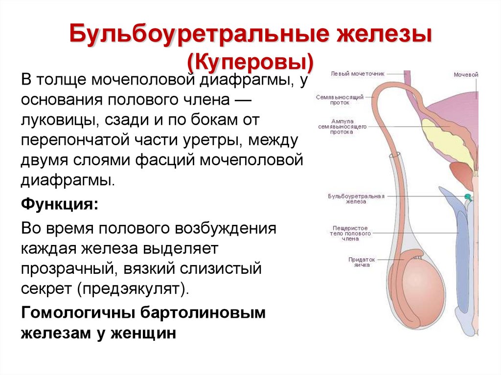 Куперовы железы фото