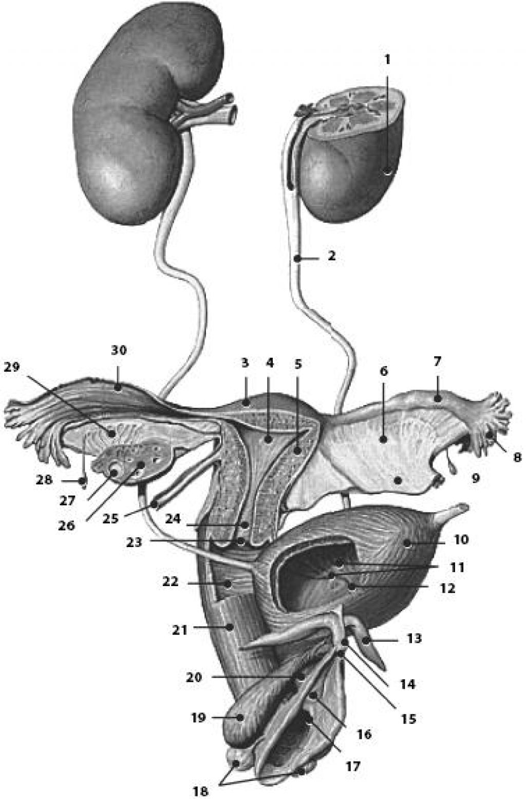 Органы составляющие женскую половую систему. Анатомия человека Мочеполовая система женщины. Анатомический атлас Мочеполовая система. Анатомия мужской мочеполовой системы. Строение мочеполовой системы у женщин.