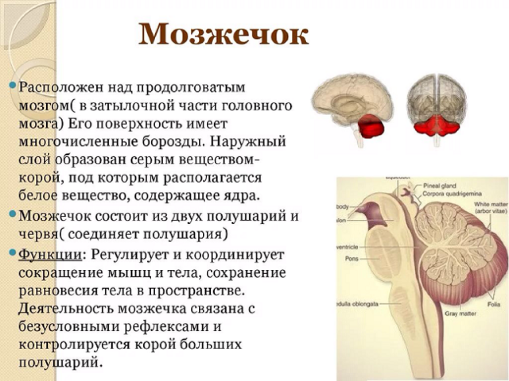 Особенности мозжечка головного мозга. Строение мозжечка в головном мозге. Структура мозжечка в головном мозге. Мозжечок мозг строение и функции. Головной мозг мозжечок строение и функции.
