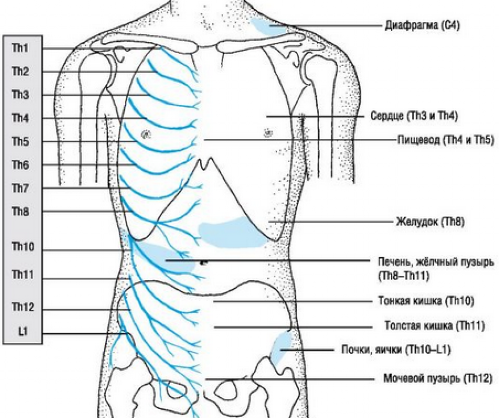 Болит спина отдает в ребра справа. Расположение нервов на ребрах. Боль в межреберье. Болевые точки на ребрах.