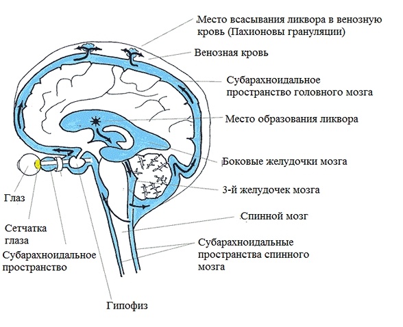 Гидроцефалия головного мозга фото детей