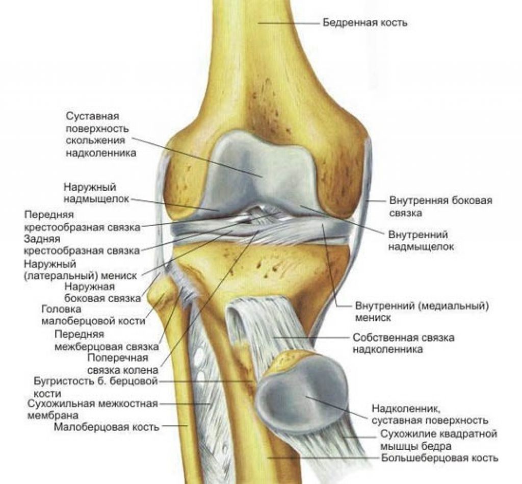 Внутренний мыщелок. Коленный сустав анатомия строение кости. Коленный сустав анатомия суставные поверхности. Суставная поверхность бедренной кости коленного сустава. Связки коленного сустава анатомия.