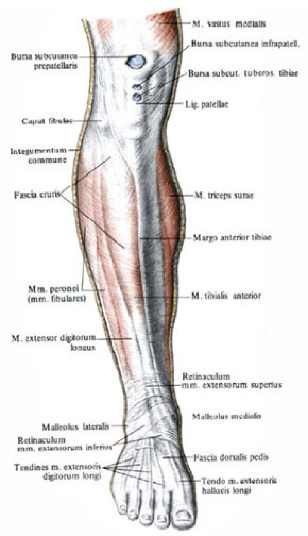 Ноет низ ног. Как называется часть ноги ниже колена спереди. Болит мышца голени сбоку. Как называется часть ноги сбоку ниже колена. Как называется часть ноги от колена до стопы спереди.