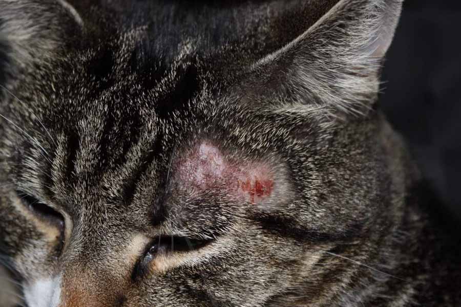 Лишай у кошек симптомы фото и лечение