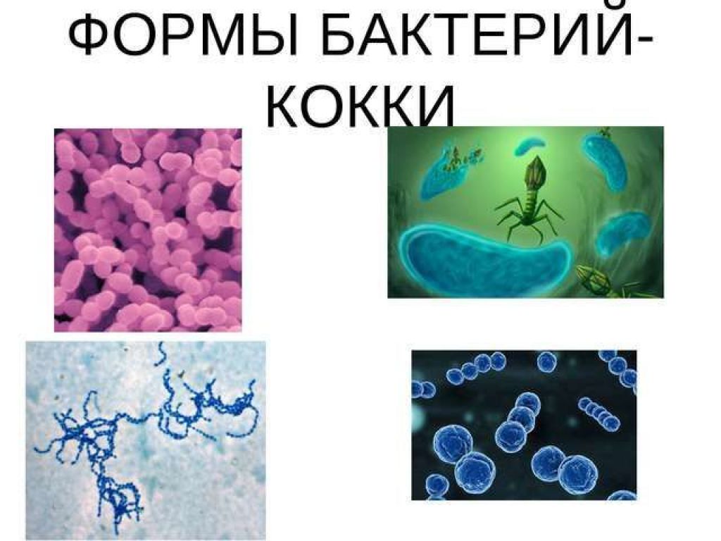 Кокковые бактерии. Микроорганизмы кокки палочки. Кокковидные бактерии. Кокки бактерии в мазке.