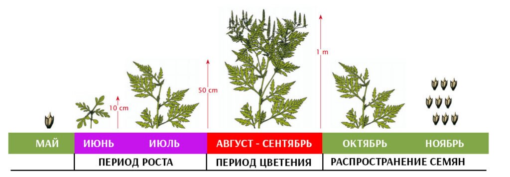 Фото аллергии с названиями