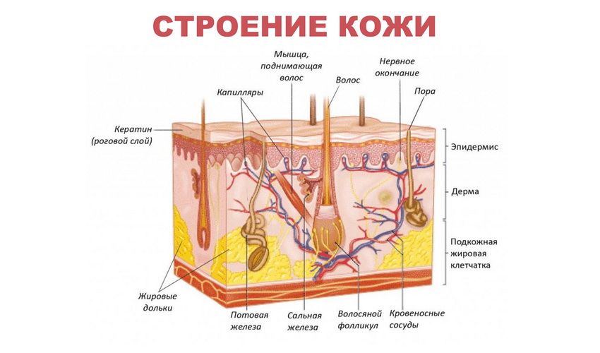 Кожные заболевания и их признаки таблица у взрослых картинки