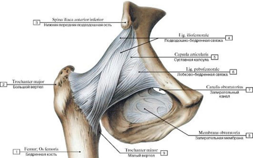 Тазобедренный сустав соединение. Анатомия тазобедренного сустава мышц и связок. Связочный аппарат тазобедренного сустава. Внутрисуставные связки тазобедренного сустава. Тазобедренный сустав анатомия строение.