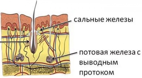 Гипергидроз головы и лица лечение у женщин препараты схема