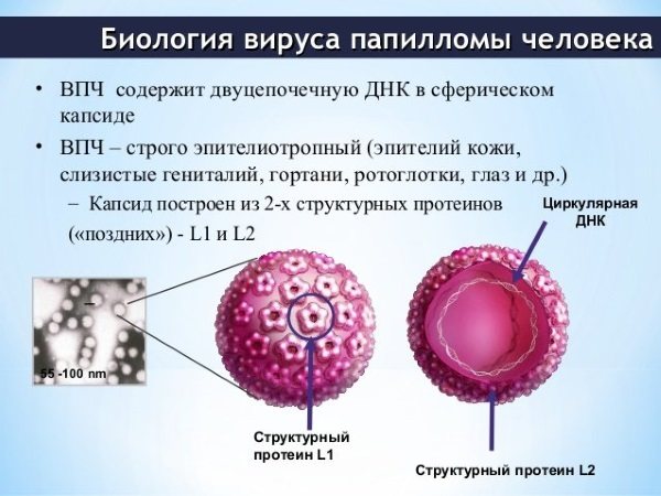 Впч кондиломы фото у женщин