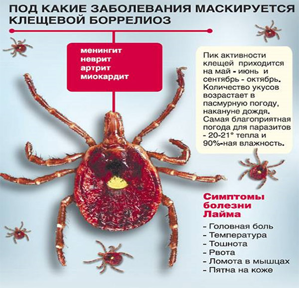 Боррелиоз лечение антибиотиками у взрослых схема