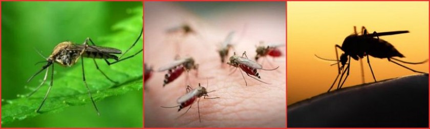 Чего боятся комары?