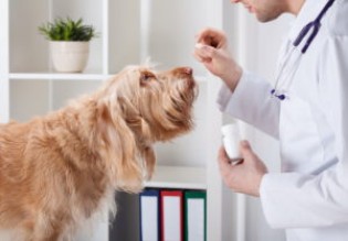Особенности лечения собак