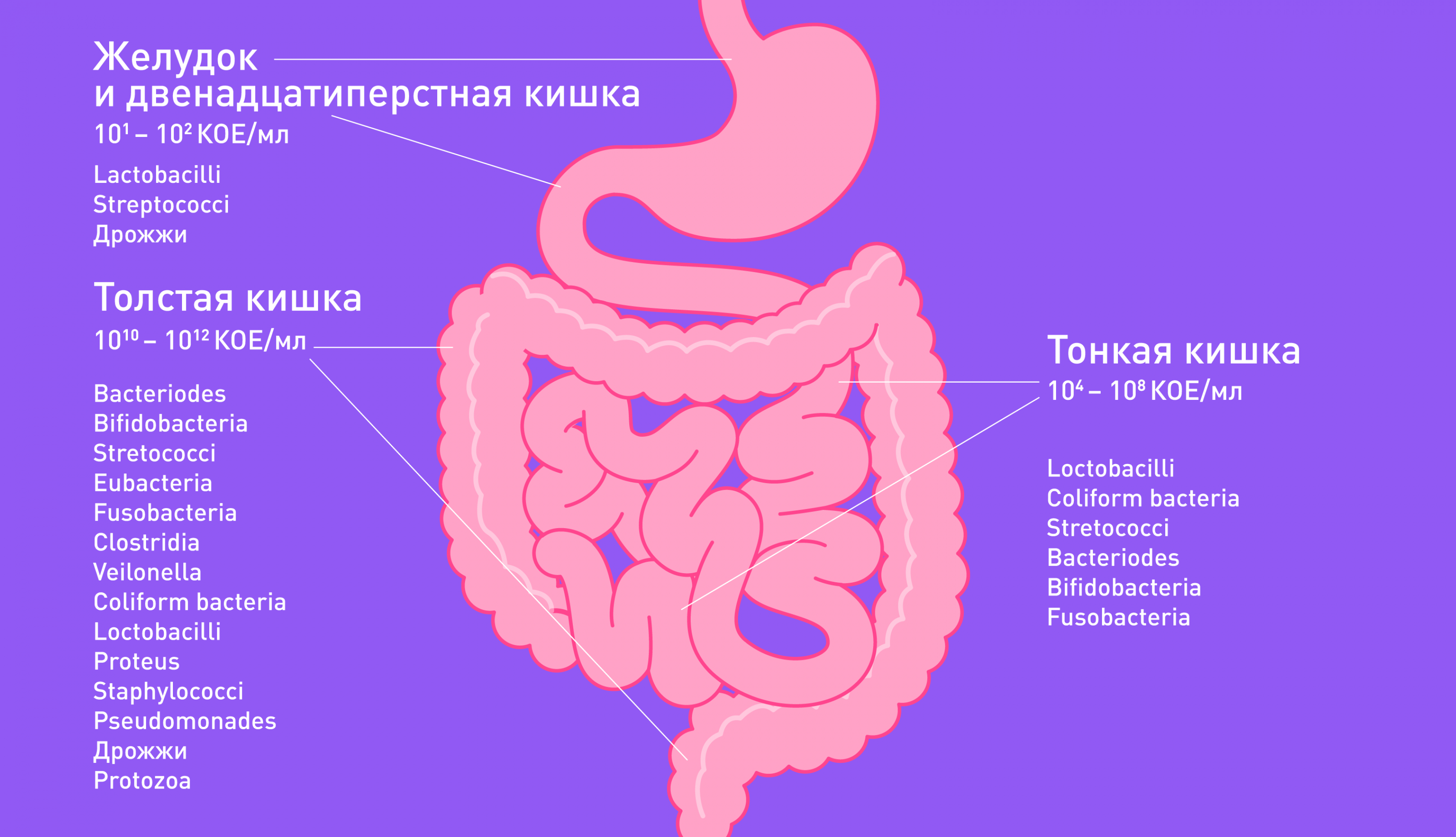 Зачем кишечнику бактериальное разнообразие