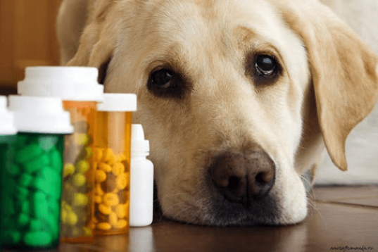Лечение лишая у собак