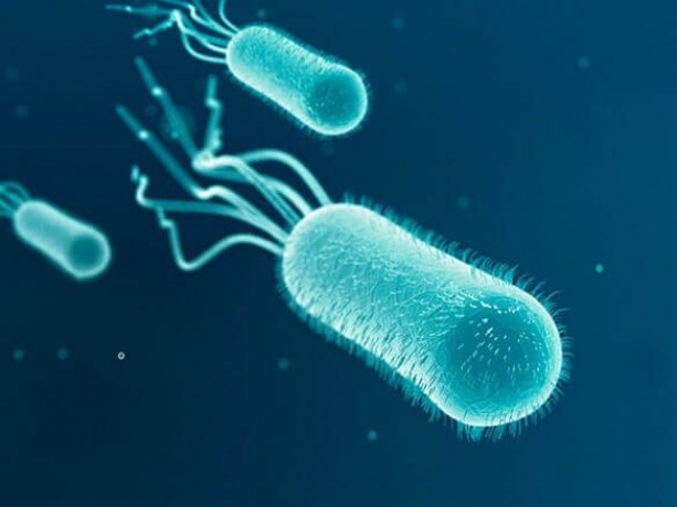 Патогенные бактерии рта. Что находят во рту при исследованиях