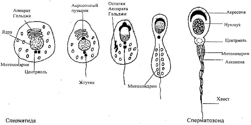 Схема строения спермия