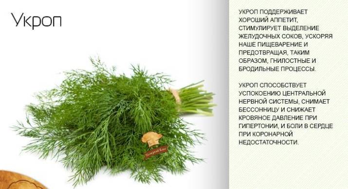 Семена укропа — польза и вред для здоровья