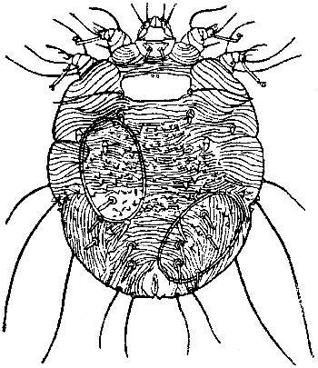 Чесоточный клещ рисунок