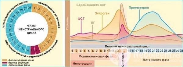 Норма прогестерона у мужчин: что это за гормон, почему он повышается или понижается и что делать?