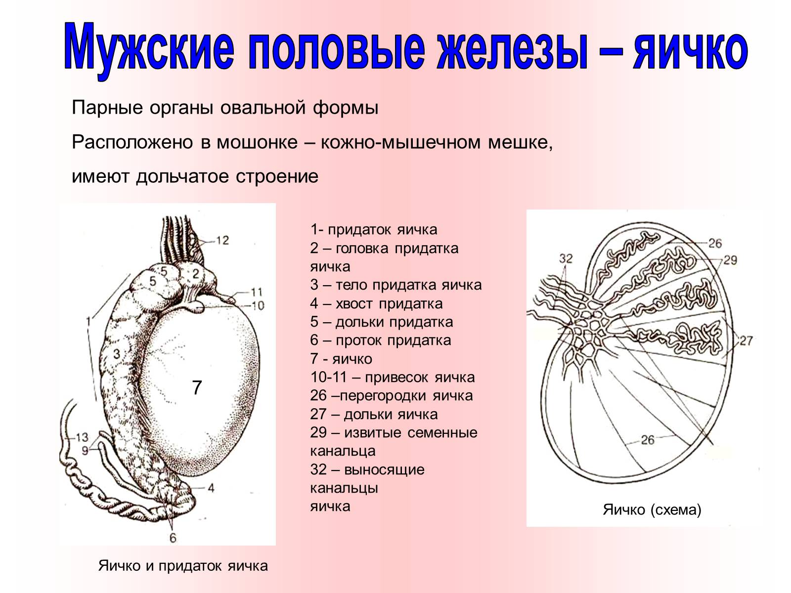 Мужские яички органы. Мужская половая система анатомия строение яичек. Мужские половые железы функции. Яичко анатомия железа. Схема строения половые железы.