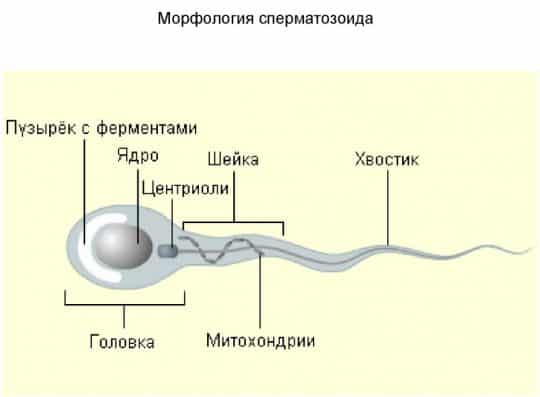 Морфология сперматозоидов по крюгеру