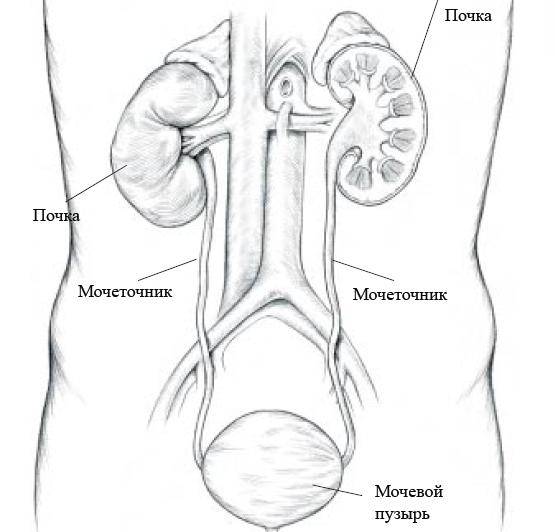 Почки с мочеточниками фото схема