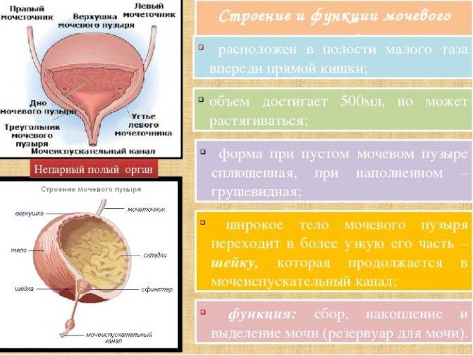 Емкость мочевого пузыря у взрослого