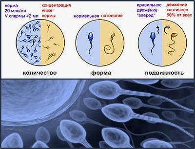 Как влияет конопля на активность сперматозоидов тест на наркотики бензин