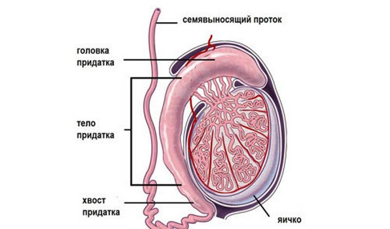 Маленькие яички у мужчин - размер имеет значение или нет? нормы и отклонения