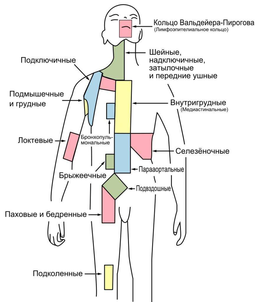 Где находятся лимфоузлы у человека на теле у женщины схема