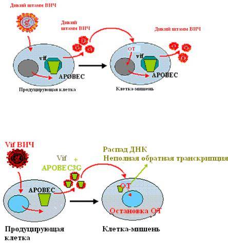 Механизм действия противовирусных препаратов при вич инфекции схема