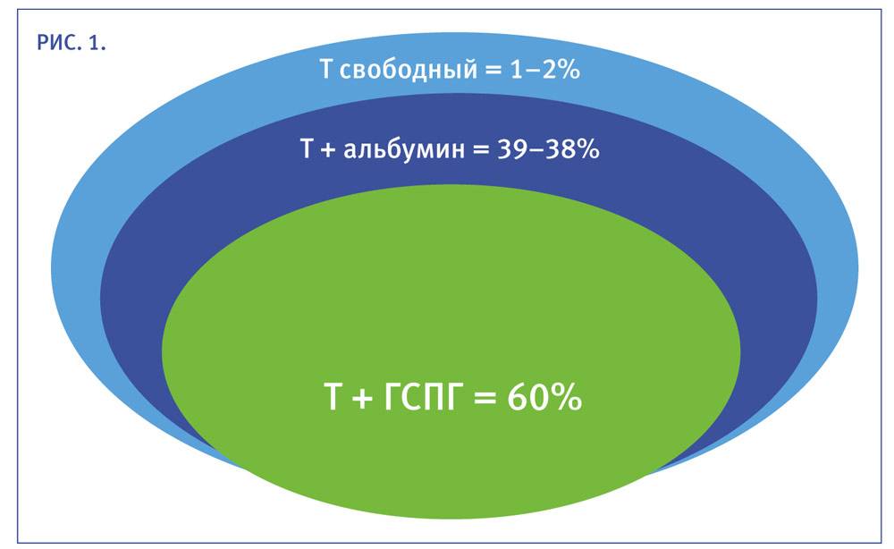 Общий свободный. Свободный тестостерон ГСПГ. Калькулятор свободного тестостерона. Расчет свободного тестостерона по ГСПГ. Тестостерон (Свободный/биодоступный).