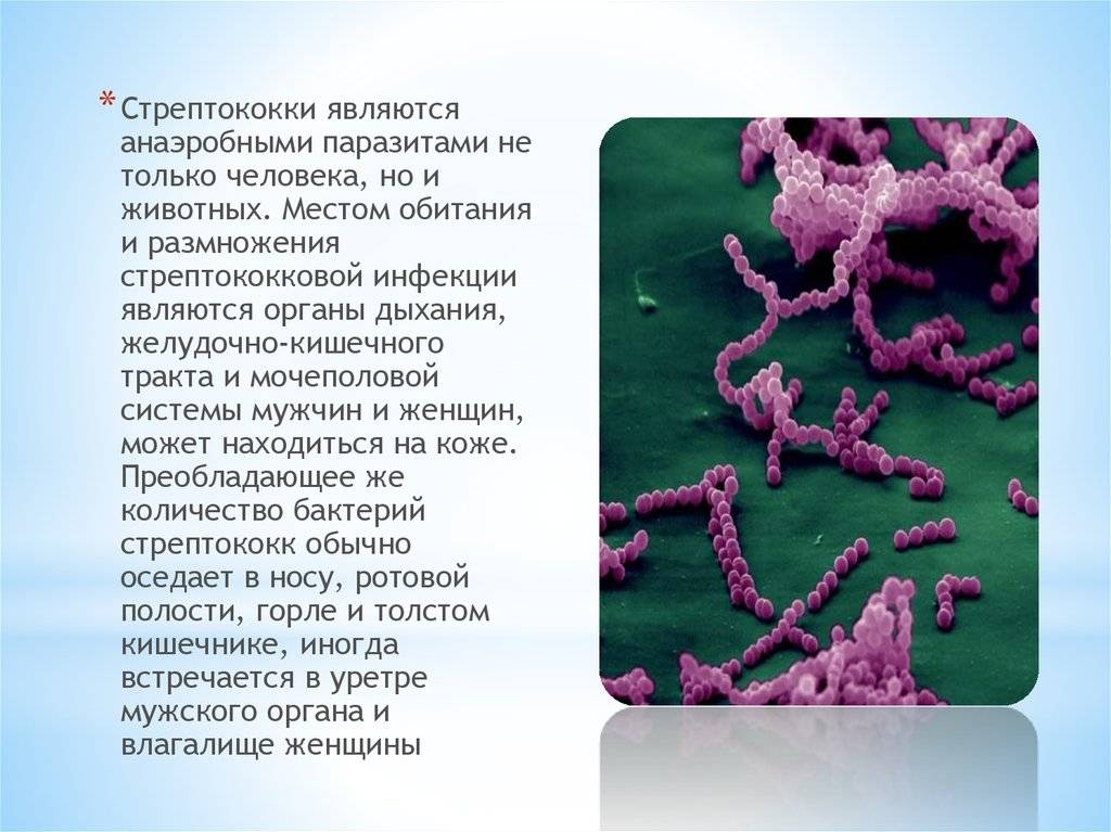 Стрептококки у женщин лечение. Стрептококки кишечная инфекция. Анаэробные стрептококки микроскоп. Стрептококки среда обитания.